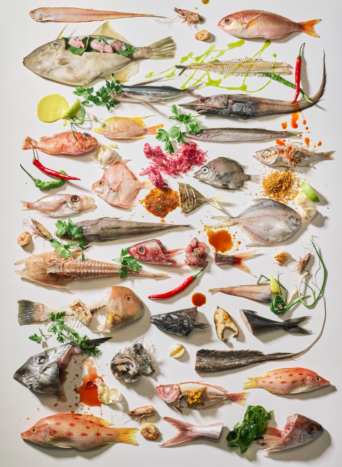 雜魚學 · 累計魚種